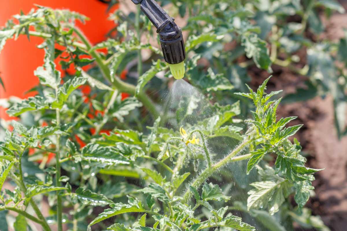 A garden hose nozzle spraying insecticidal soap onto the leaves of lush, green tomato plants growing in a garden.