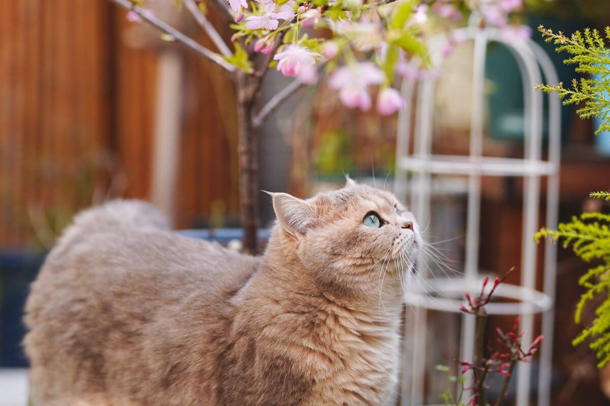 A fluffy, light brown cat with blue eyes gazes upward, standing outdoors in a garden with lush greenery and pink flowers.