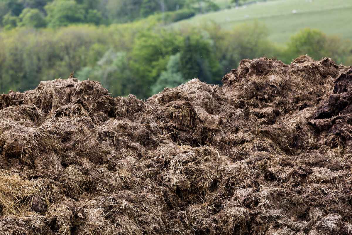 A large pile of animal manure covered with hay in various shades of brown is heaped in an outdoor setting for composting.