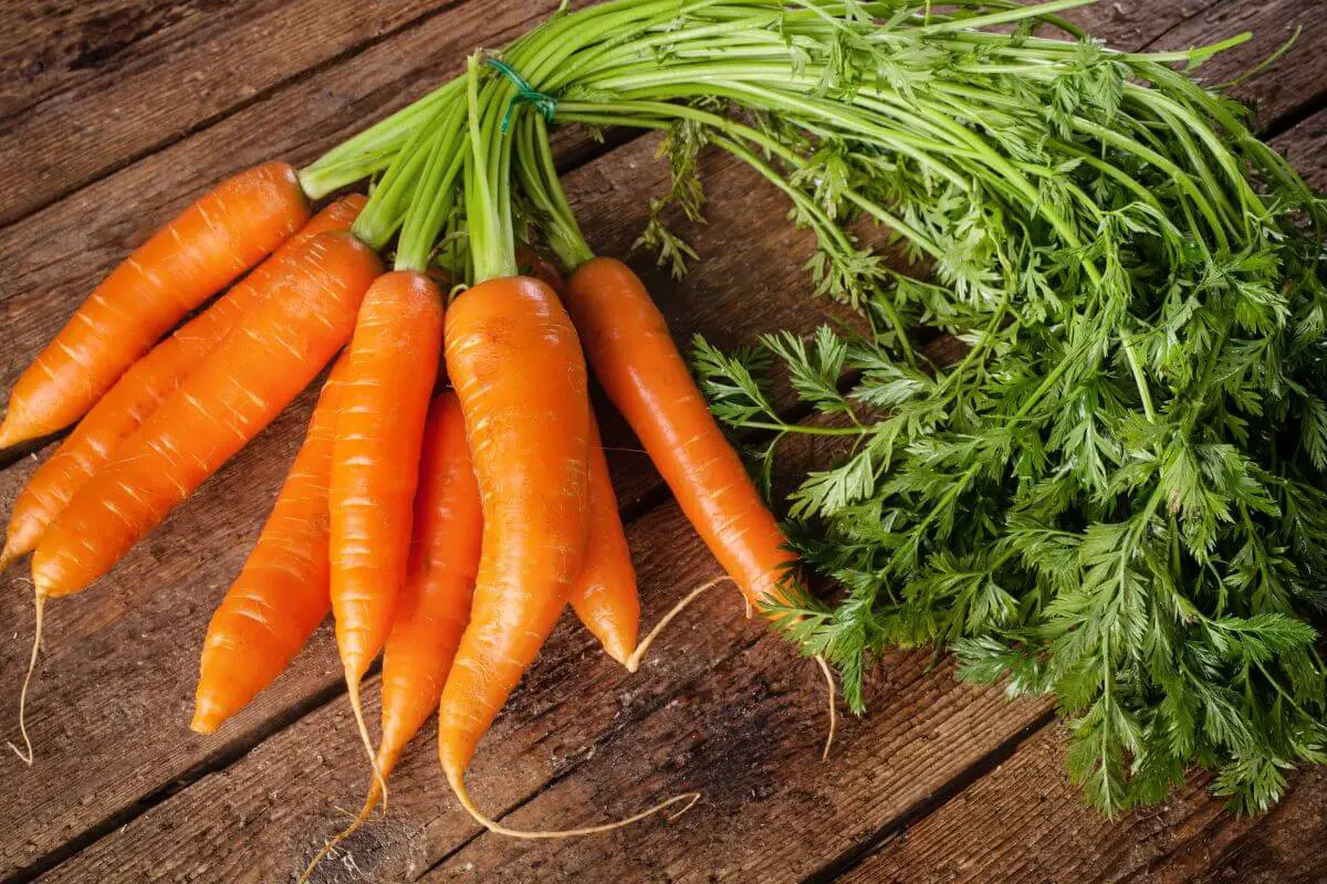 A bunch of fresh, vibrant orange carrots with bright green tops sits on a rustic wooden surface. 