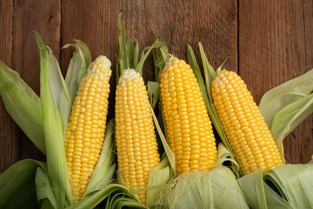 Four ears of yellow corn with green husks partially peeled, resting on a rustic wooden surface. The corn kernels are vibrant and fresh, showcasing a healthy and appetizing appearance. 