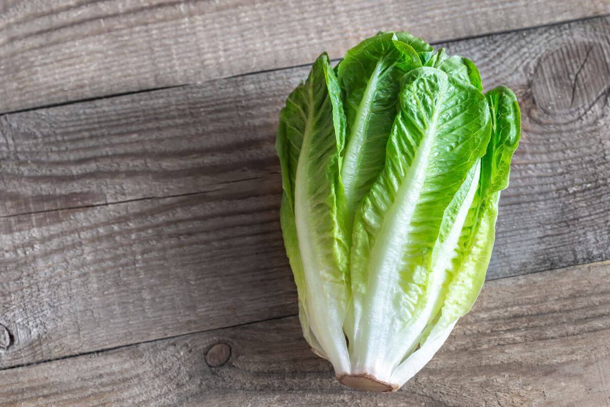 A fresh head of romaine lettuce sits on a rustic wooden surface. The leaves, vibrant green with a mix of dark and light shades.