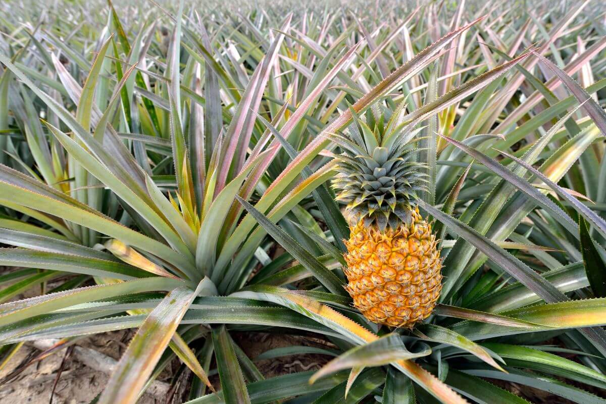 A ripe pineapple with spiky green leaves grows on a plant amidst a large pineapple field filled with similar plants.