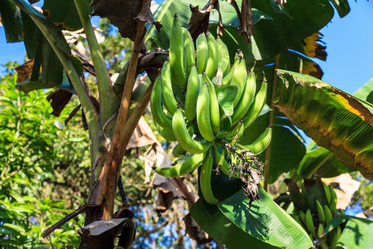 A cluster of unripe green plantain hangs from a tree, surrounded by large tropical leaves. 