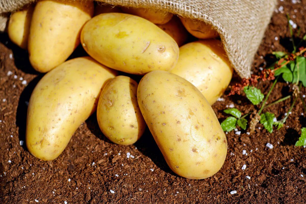 A group of freshly harvested yellow potatoes spilling out of a burlap sack onto rich, dark soil. 