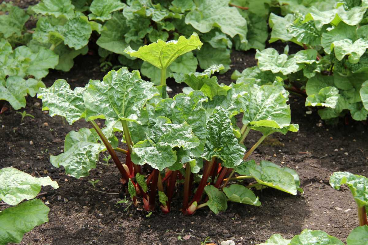 A dense cluster of rhubarb plants with broad, crinkled green leaves and reddish stalks growing in dark soil. 