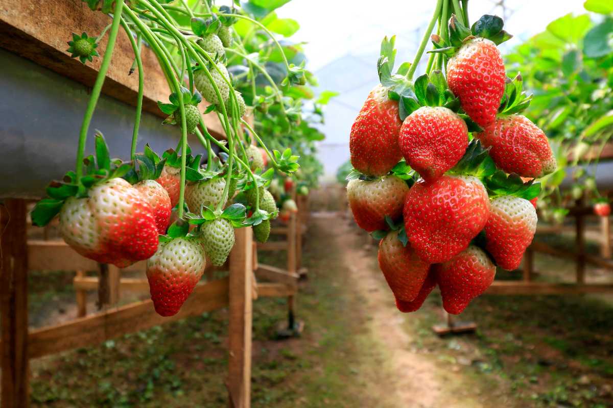 Ripe and unripe strawberries hang in clusters from elevated rows in a lush, green indoor farming setup. The vibrant red and white strawberries.