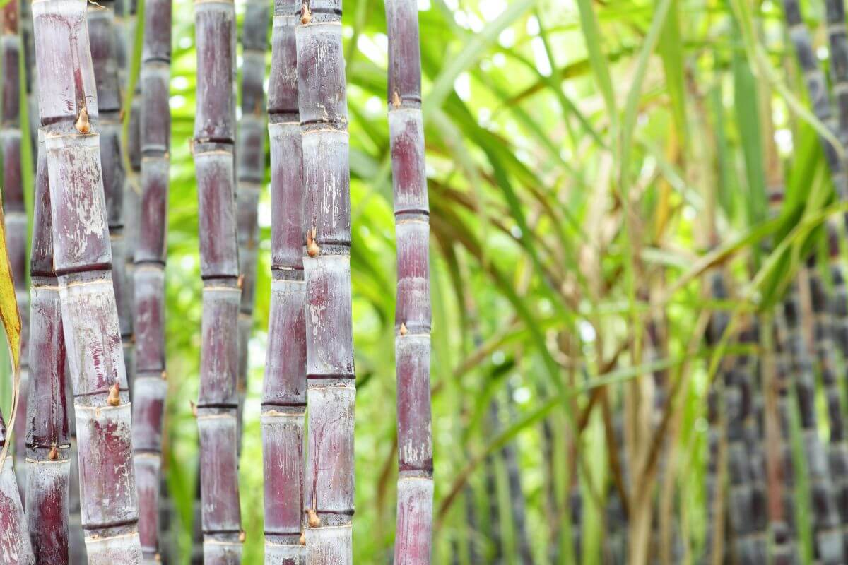 Sugarcane stalks growing amidst green foliage. The stalks are tall, segmented, and have a purplish hue, creating a contrast with the surrounding vibrant green leaves. 