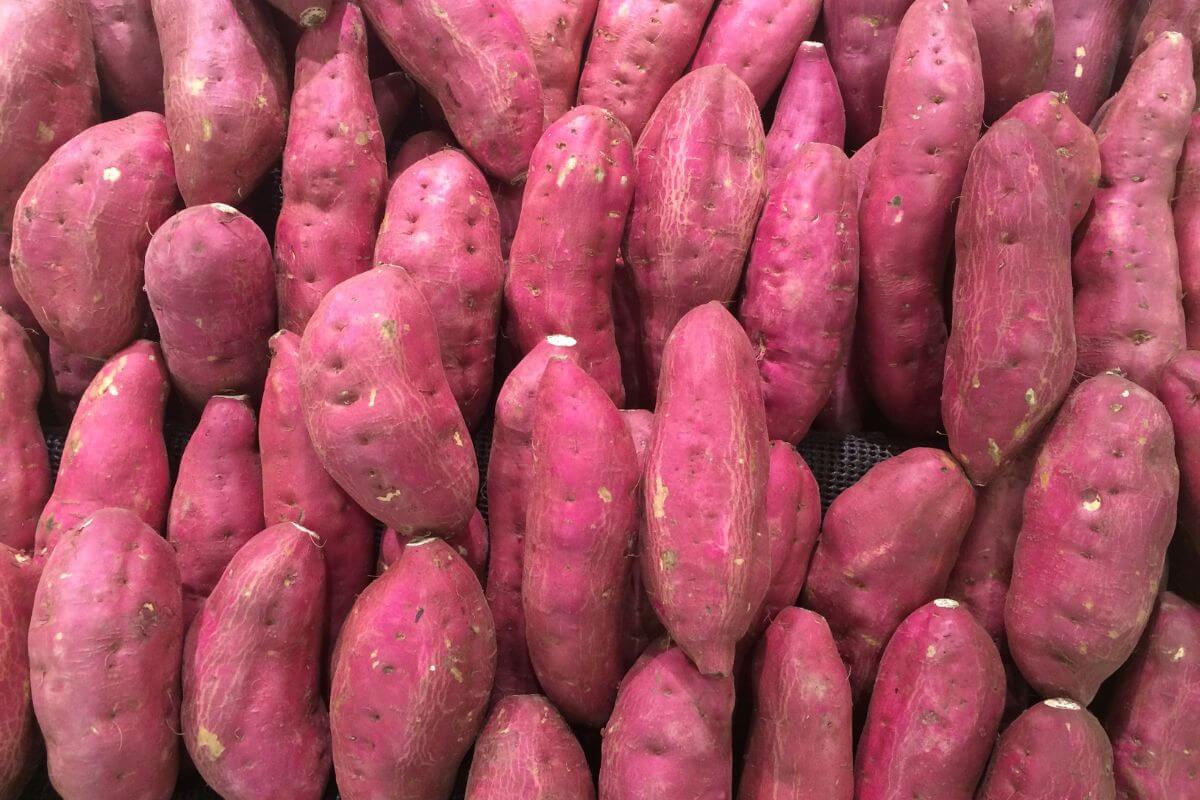 A pile of sweet potatoes with reddish-purple skins. The sweet potatoes are arranged closely together, showcasing their varied sizes and slightly rough texture.