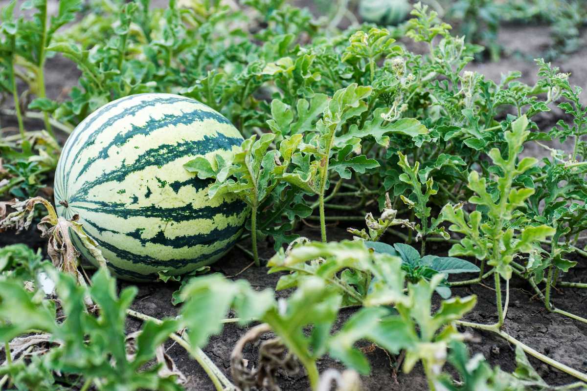 A watermelon with light green and dark green stripes sits on the ground among its leafy vines in a garden.