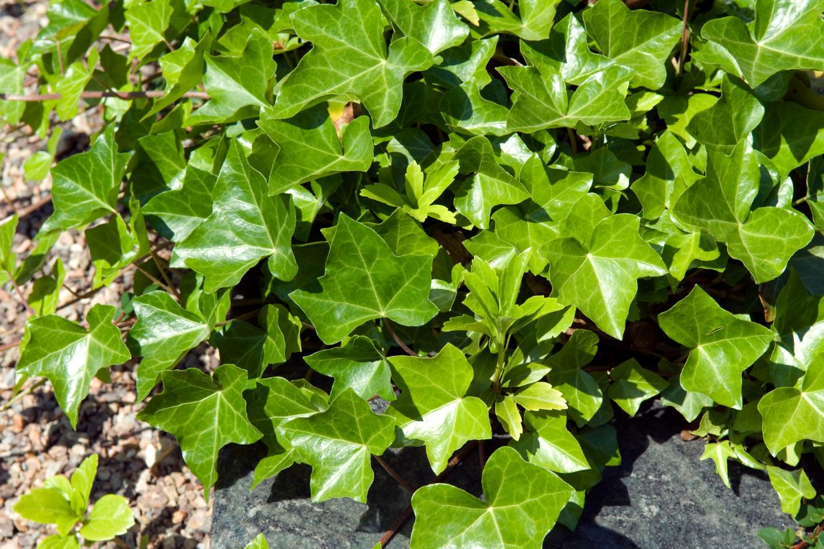 A close-up of a lush green English ivy plant growing on the ground.