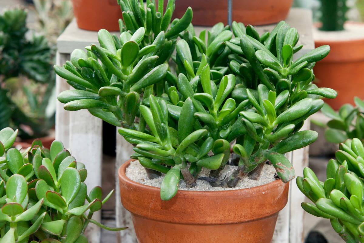 A healthy jade plant with thick, oval-shaped green leaves sits in a terracotta pot filled with sandy soil.