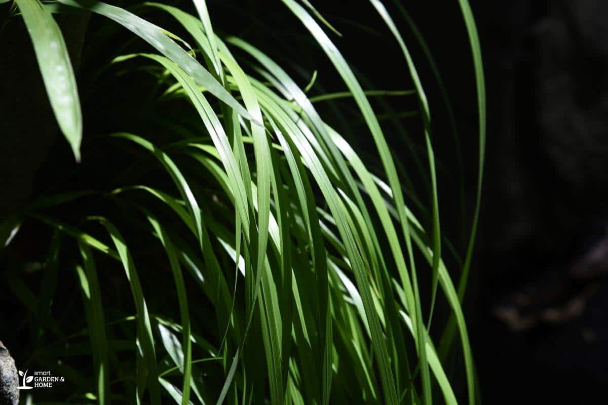 Japanese Sedge Plant