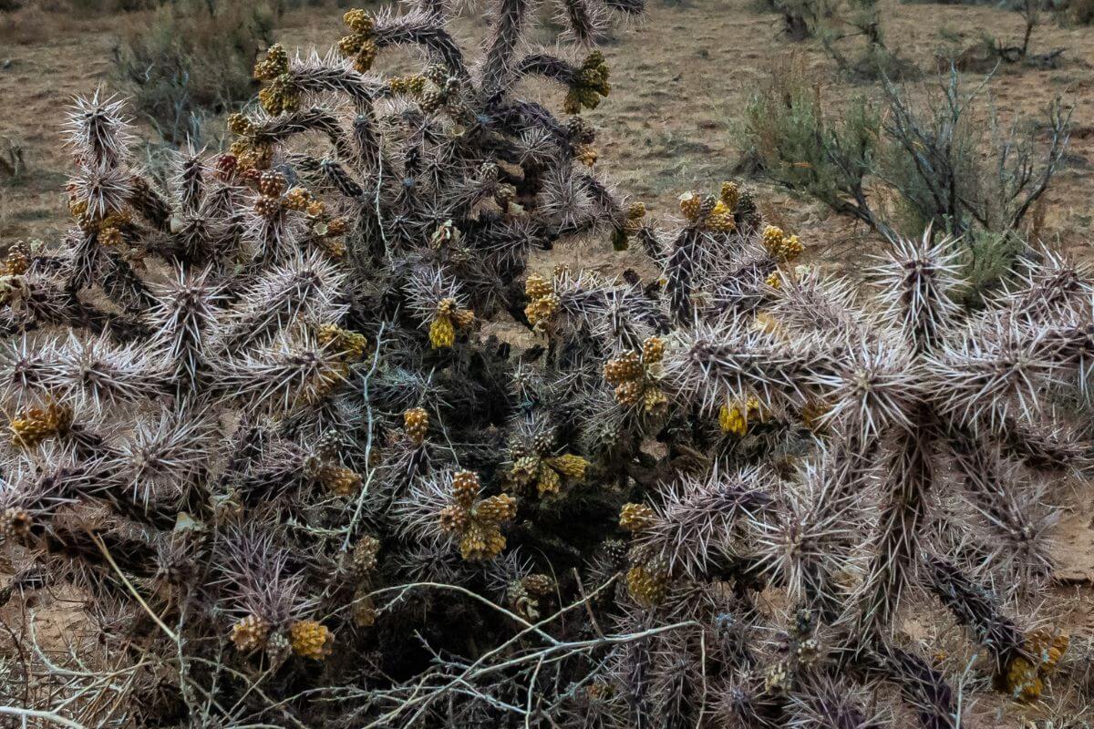 A dense cluster of Jumping Cholla with thick, spiky branches and yellowish fruits in a dry, arid landscape. 