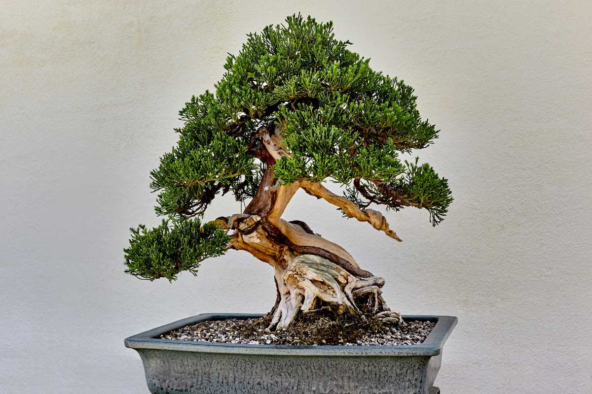 A small juniper bonsai tree with a twisted trunk and dense green foliage sits in a rectangular ceramic pot filled with soil.