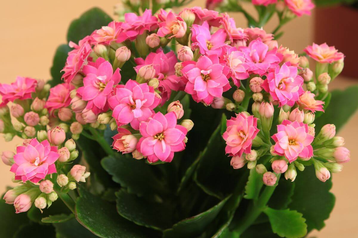 A cluster of vibrant pink Kalanchoe flowers with numerous blooms and buds is surrounded by dark green leaves.