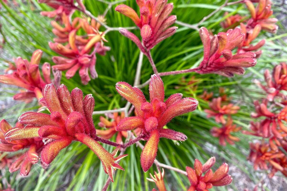 Close-up of vibrant red and orange kangaroo paw plant flowers blooming against a backdrop of long, slender green leaves.