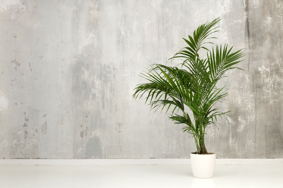 A potted kentia palm with long green fronds is placed against a textured gray concrete wall.