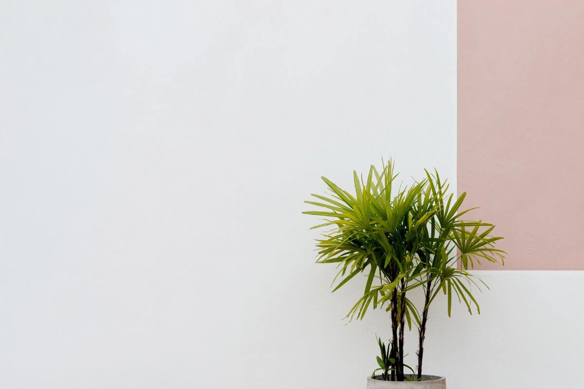 A small potted lady palm is placed against a minimalist wall.