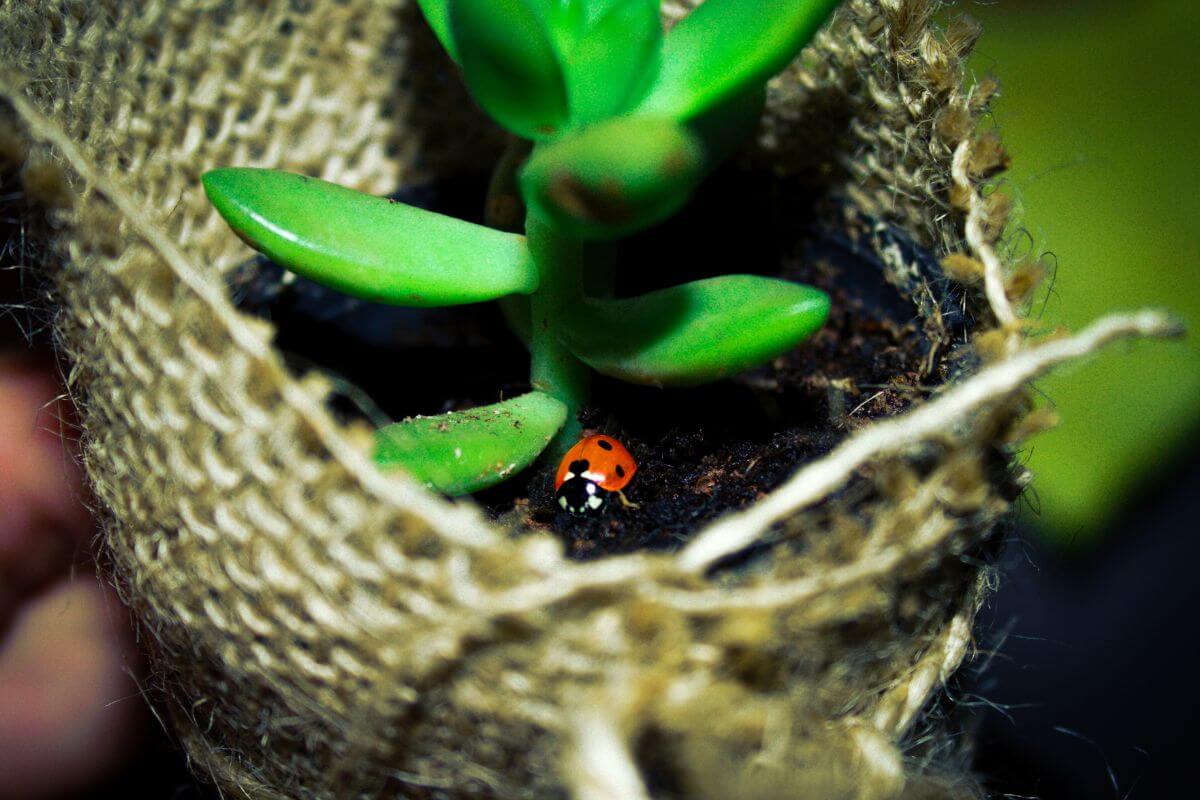 A ladybug sits on soil near the base of a green succulent plant growing in a burlap-wrapped container.