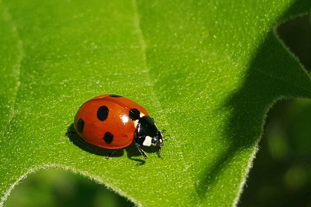 A vibrant red ladybug with black spots sitting on a bright green leaf. 