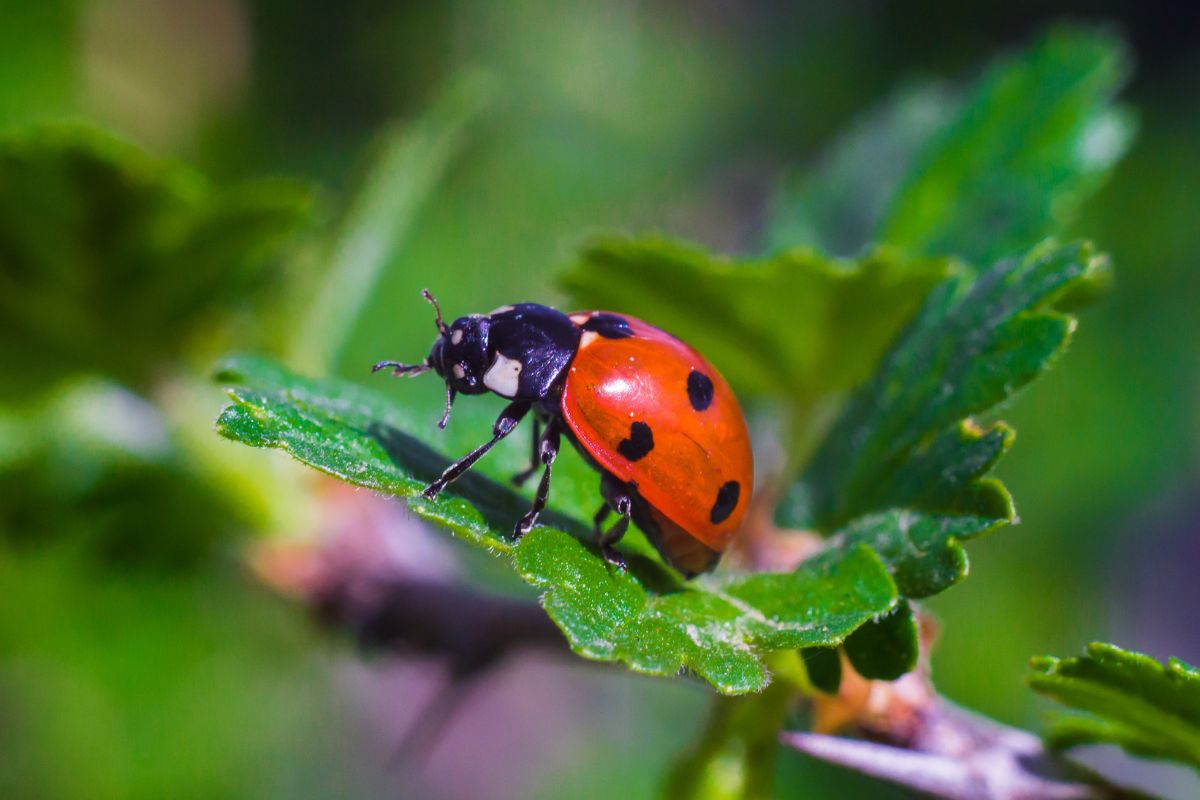 A ladybug with a distinctive red shell and black spots crawling on a vibrant green leaf. 