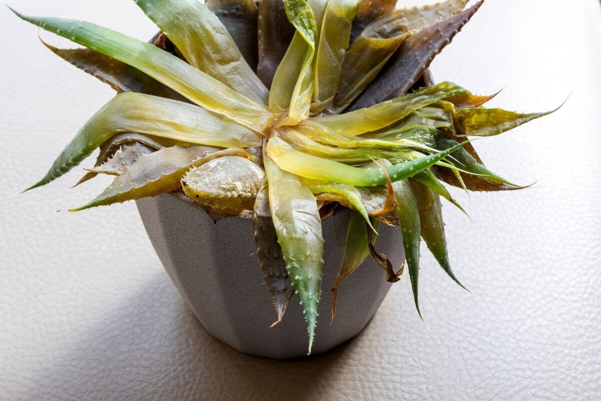 A potted, overwatered aloe vera plant with yellowing and withering leaves suggests a lack of proper care. 