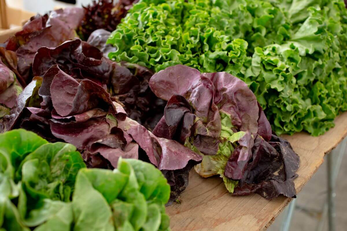 A variety of fresh, organically grown lettuce displayed on a wooden table, including green leaf lettuce, red leaf lettuce, and romaine lettuce with crisp and vibrant leaves.