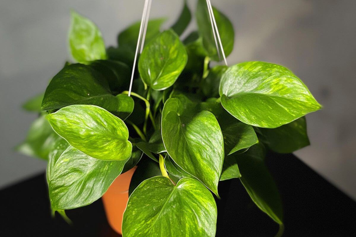 A close-up of a healthy, vibrant jessenia pothos plant with large, glossy green leaves.