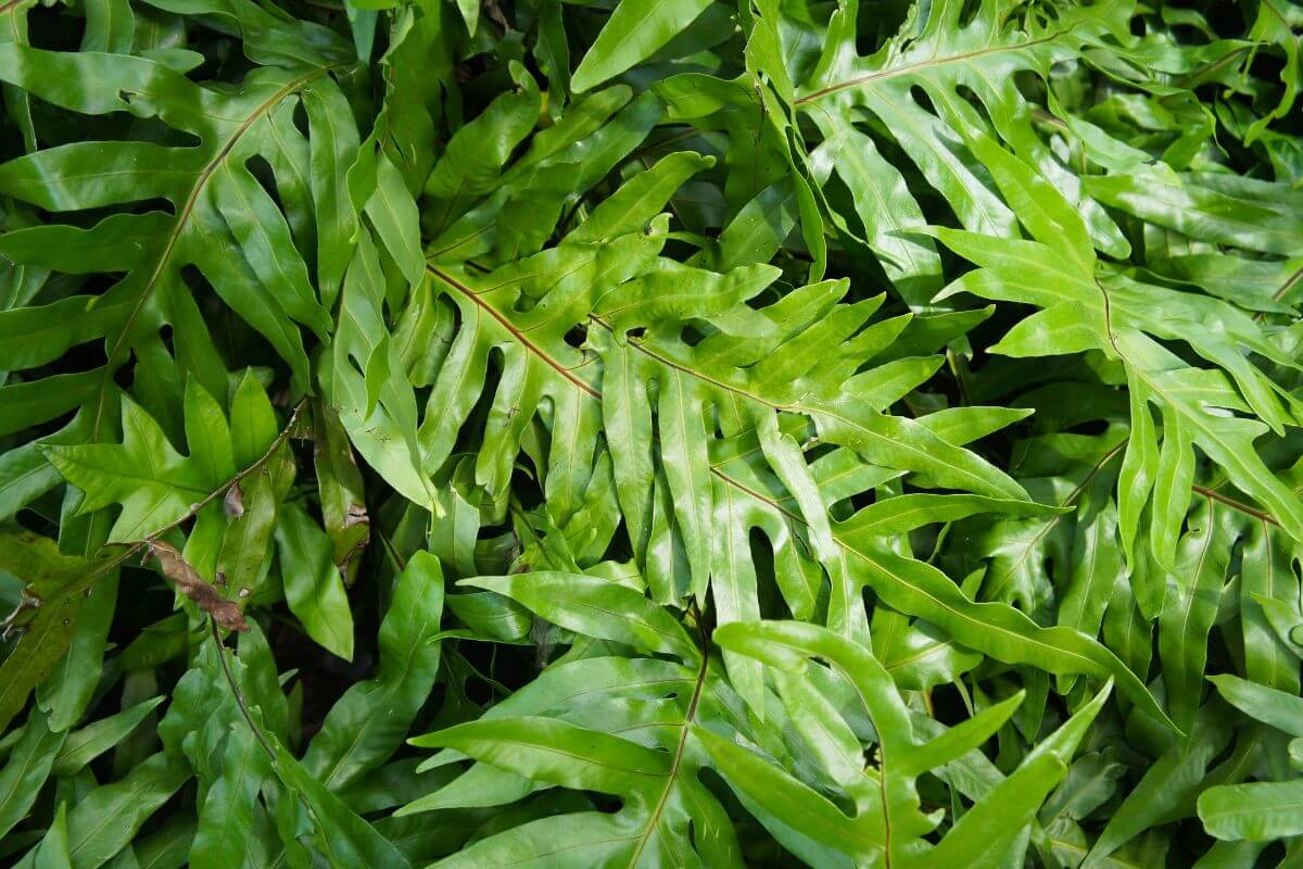 A close-up of numerous bright green, elongated, and deeply lobed kangaroo paw fern leaves overlapping each other creates dense foliage.