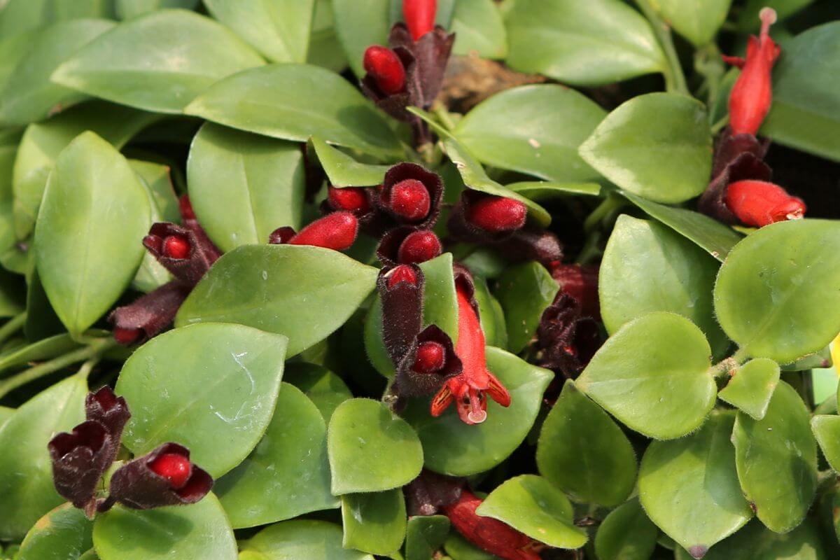 Close-up of vibrant red lipstick plant flowers with elongated petals emerging from dark burgundy buds.