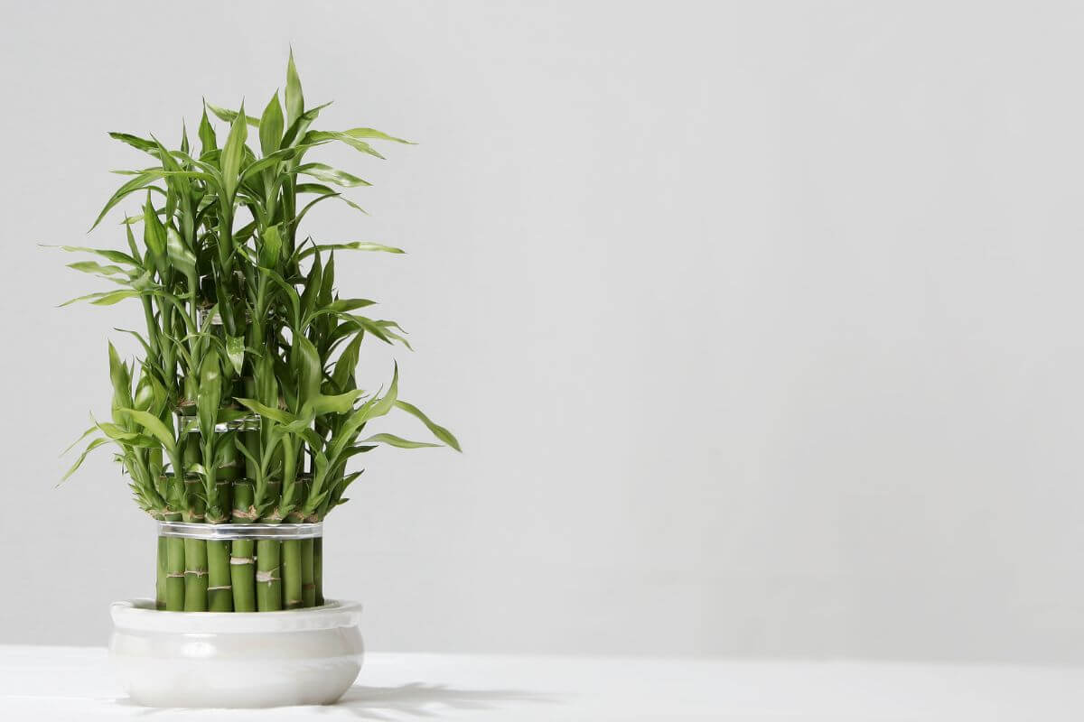 A small green lucky bamboo plant arranged in a white ceramic pot with a minimalist design.