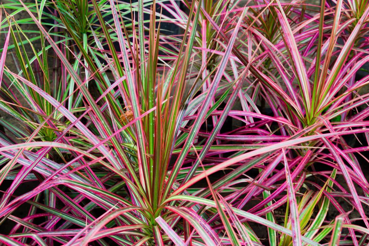 A dense cluster of vibrant Dracaena marginata with long, narrow leaves featuring striking green and pink stripes.