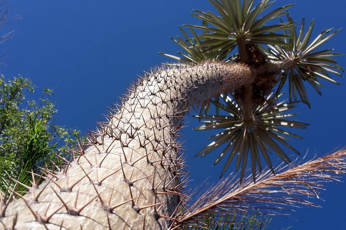 A low-angle view of a spiky Madagascar palm trunk, looking up towards the clear blue sky.