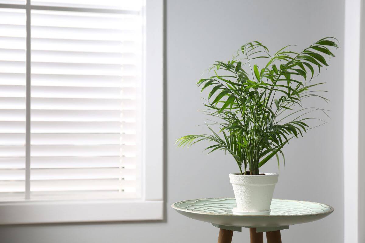 A small majesty palm sits on a round wooden table with a light green tray.