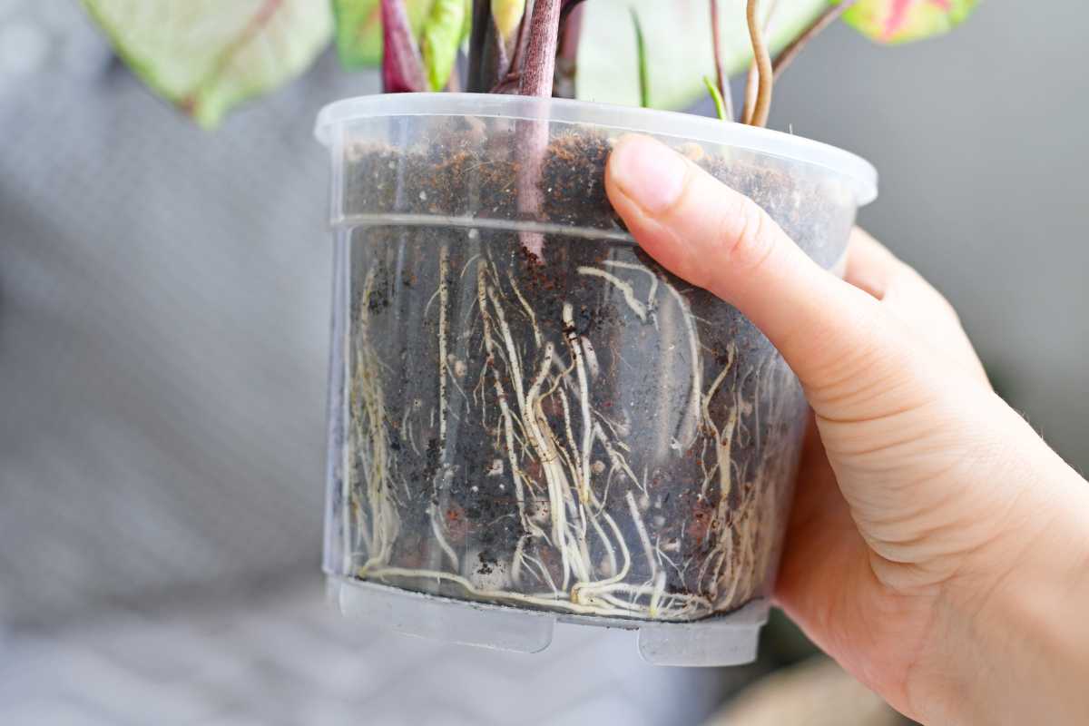 A hand holds a transparent plastic pot with a plant inside. The roots are visible through the sides of the pot.