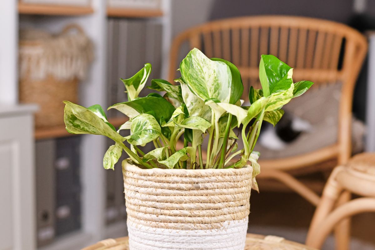 A manjula pothos with variegated green and yellow leaves sits on a wooden table.