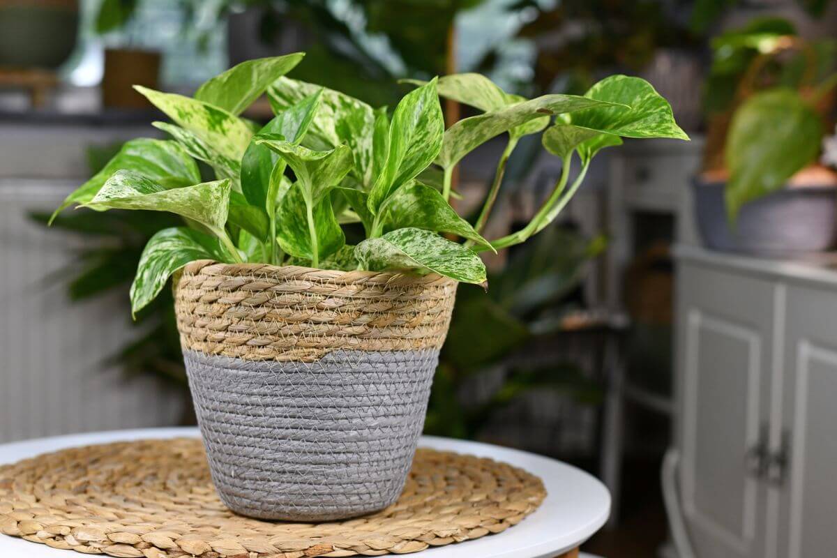 A vibrant green marble queen pothos with variegated leaves sits in a woven two-tone basket, placed on circular table.