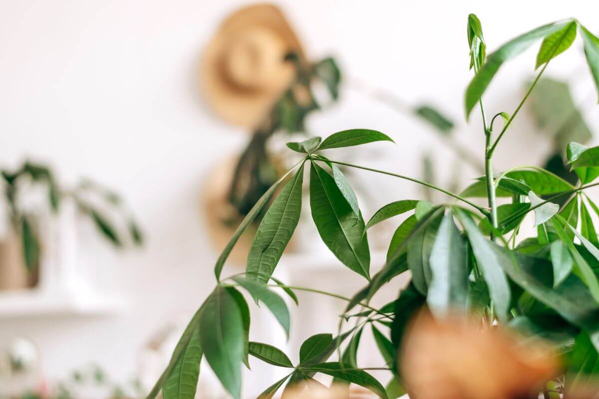 Close-up of a thriving money tree plant with lush green leaves in focus.