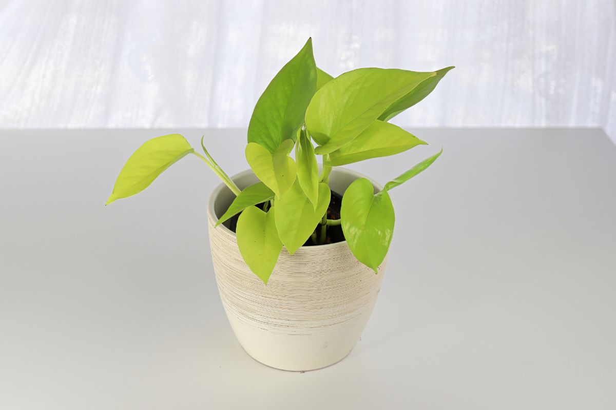 A small potted neon pothos with bright green leaves sits on a white surface against a softly lit white background.