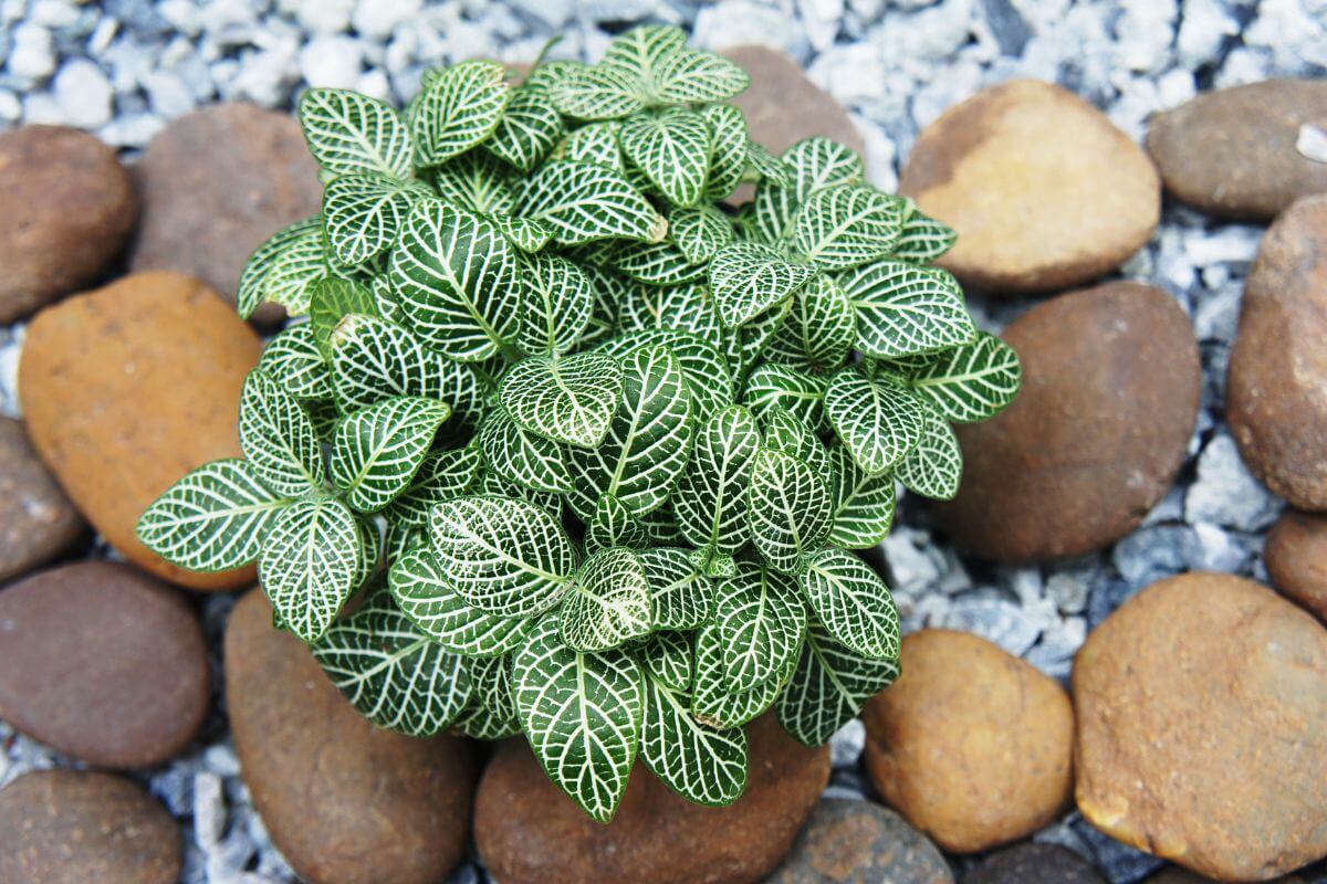 A green nerve plant with white vein patterns sits on a bed of various-sized rocks and small gray pebbles.