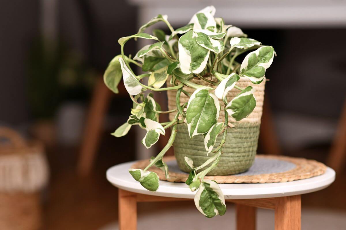 A green and white variegated NJoy Pothos plant in a woven basket-style pot sits on a round white table.