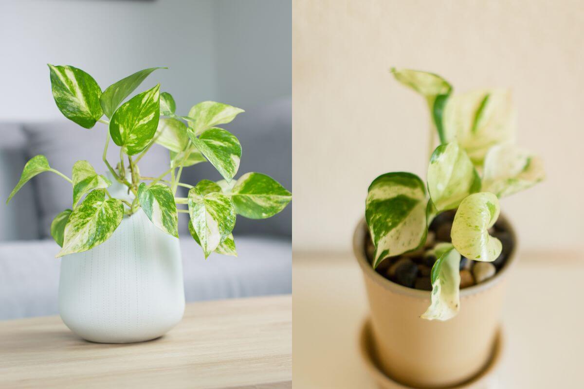 Two images of potted plants side by side. The left image shows a white ceramic pot with a potted NJoy pothos plant with variegated green and white leaves. The right image displays a Pearls and Jade pothos in a beige pot.