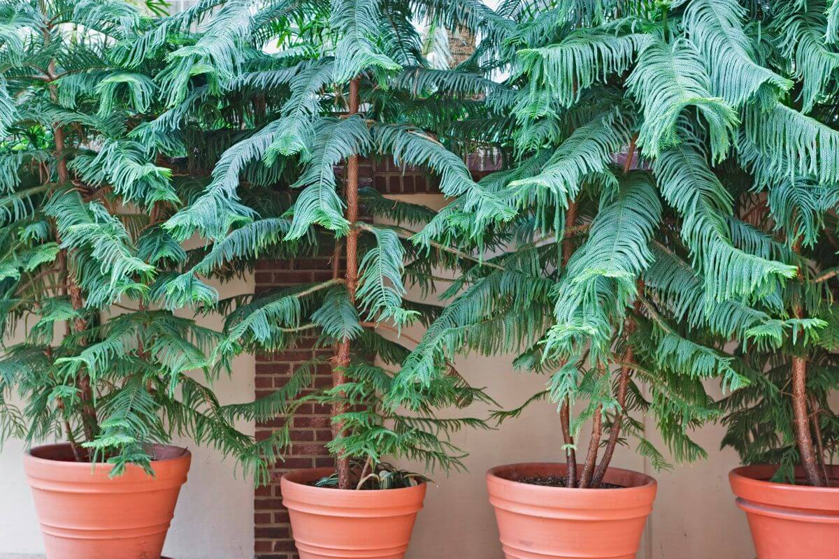 Potted Norfolk Island pine trees lined up against a brick wall.