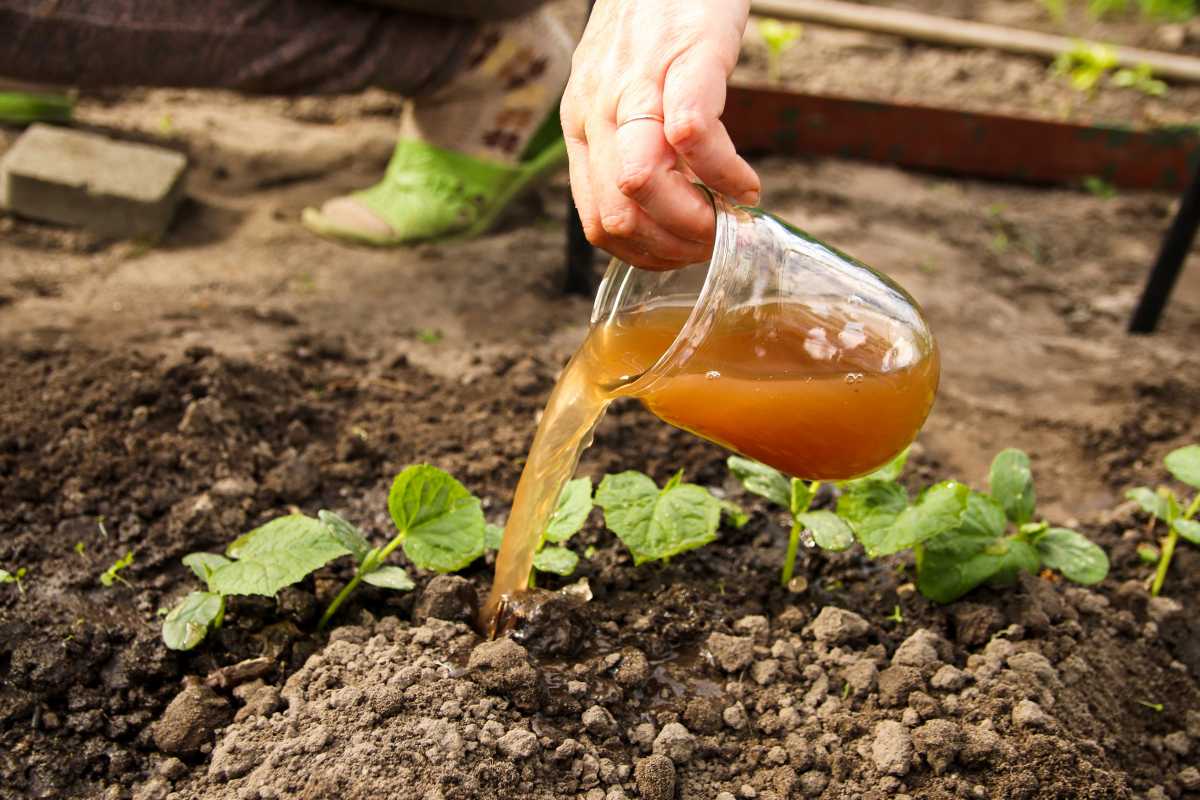 A hand pours brown liquid fertilizer from a glass jar onto the soil around young green bean plants in a garden, showing how to grow vegetables faster. 