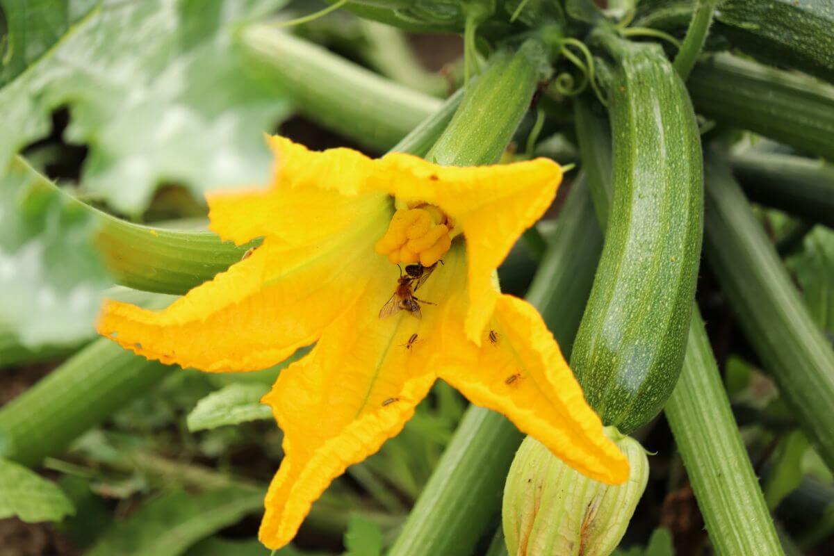 A bright yellow zucchini flower in bloom with a few small insects inside. 