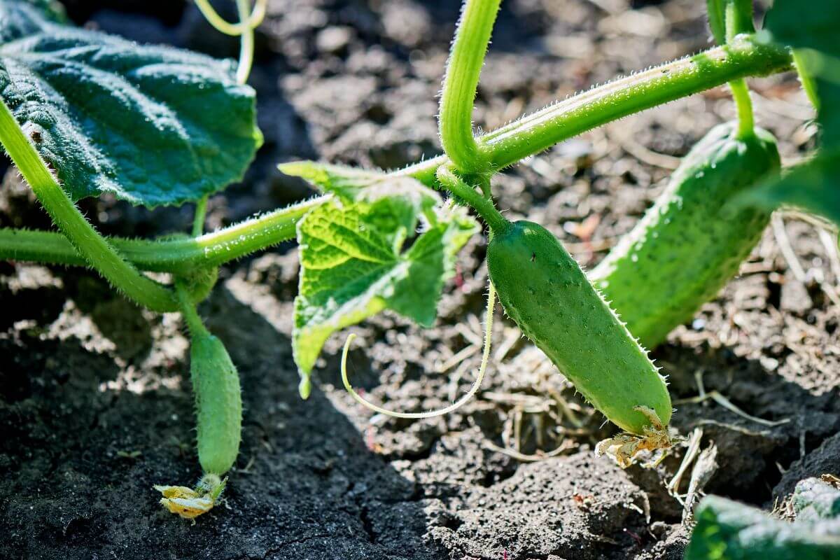 Close-up of organic cucumbers growing on a vine in a garden.