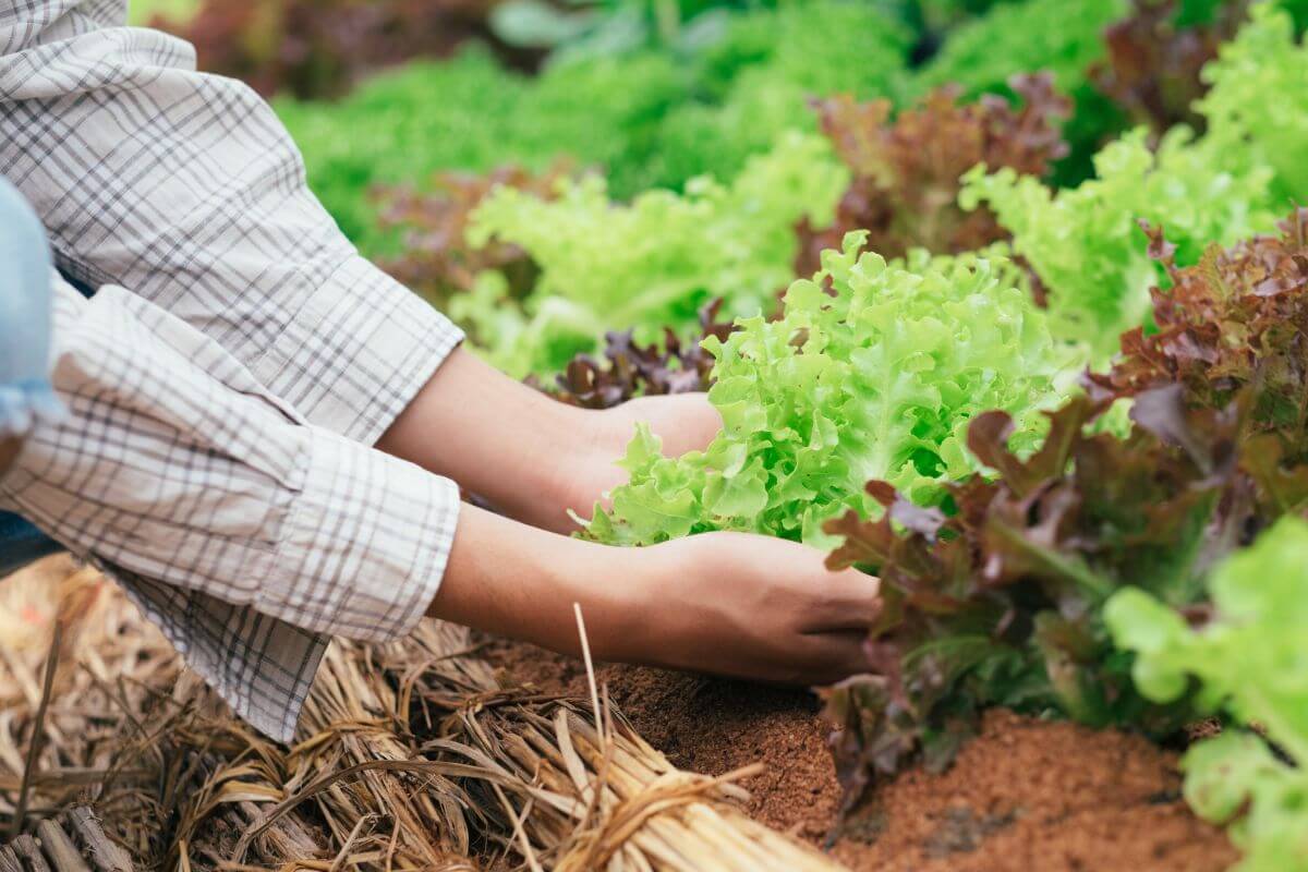 Person in plaid sleeves harvesting green lettuces from a garden bed, surrounded by various shades of leafy greens.