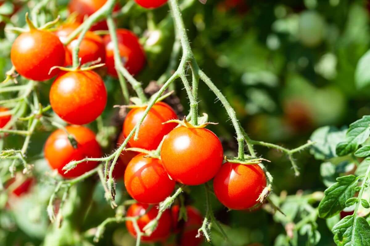 A cluster of ripe, organic cherry tomatoes hangs from green vines in a lush garden.