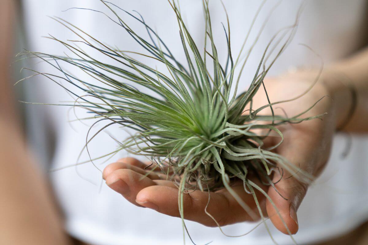 A person holds a small epiphyte plant with long, slender green leaves and thin tendrils.